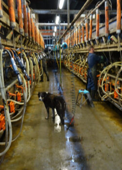 More than 300 Cows to Milk