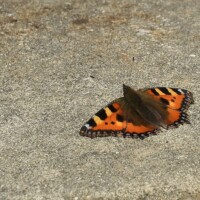 Small Tortoiseshell Butterfly, Olney Market Place 08-06-25
