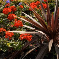 Flower bed, Olney Market Place 08-06-25