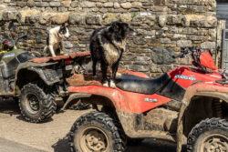 Ready for the Round Up